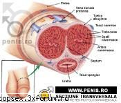 penisul este un organ cu o structura complexa, fiind alcatuit in principal din doua formatiuni de